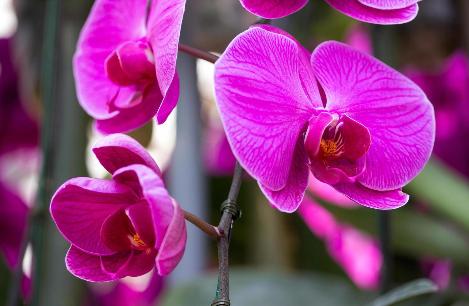 flor de orquídea phalaenopsis púrpura foto