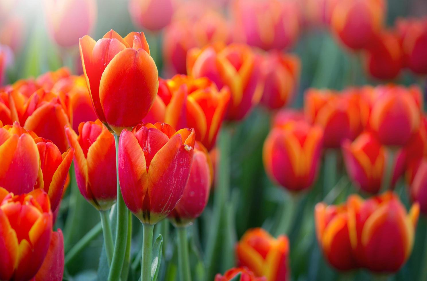 campos de flores de tulipanes rojos que florecen en el jardín foto