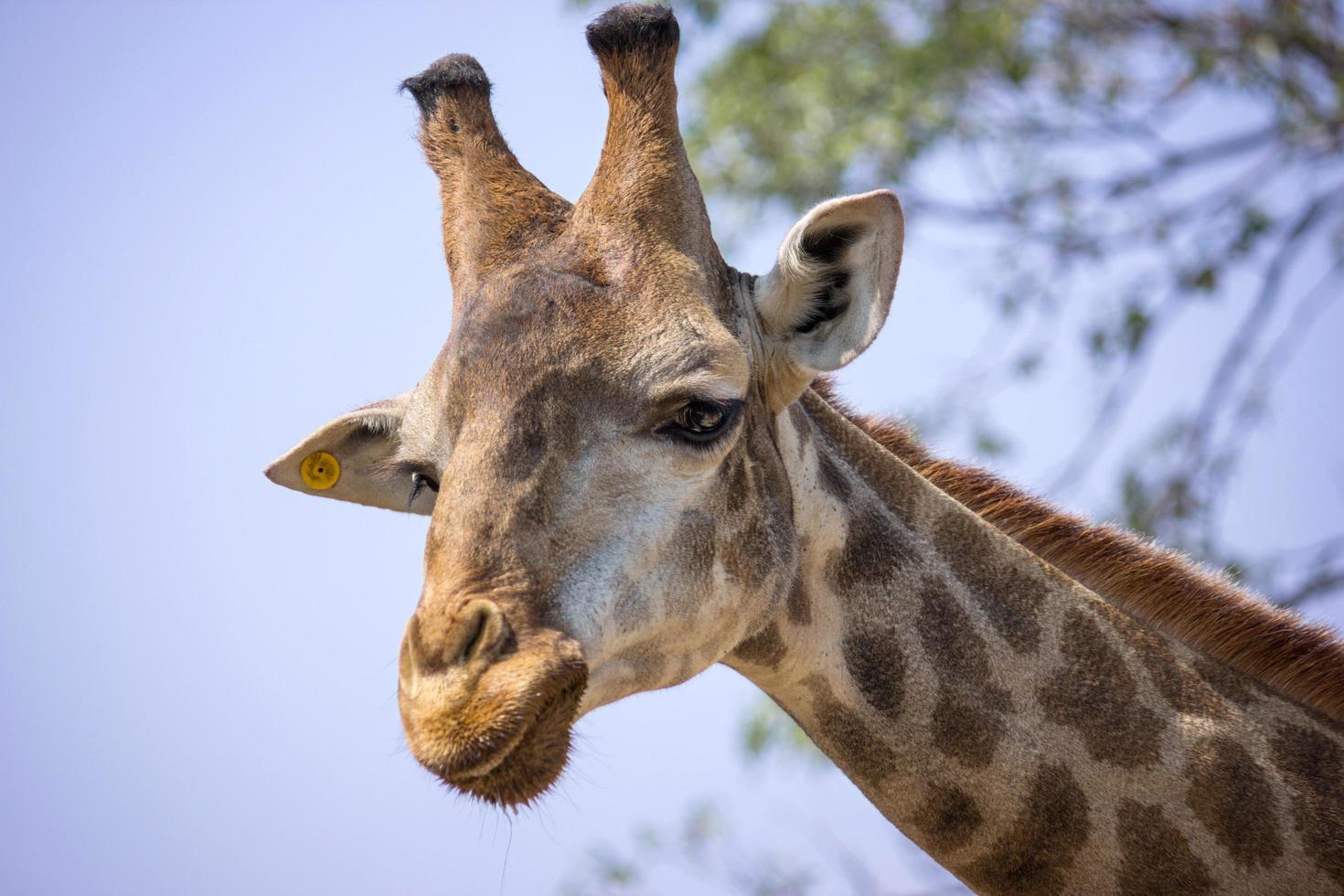 cabeza de jirafa en el zoológico nacional, tailandia foto