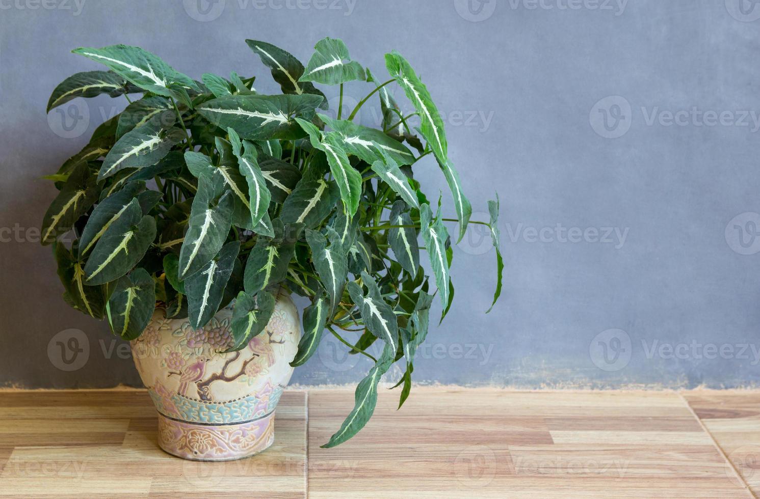 Garden potted plant on the floor in a room photo