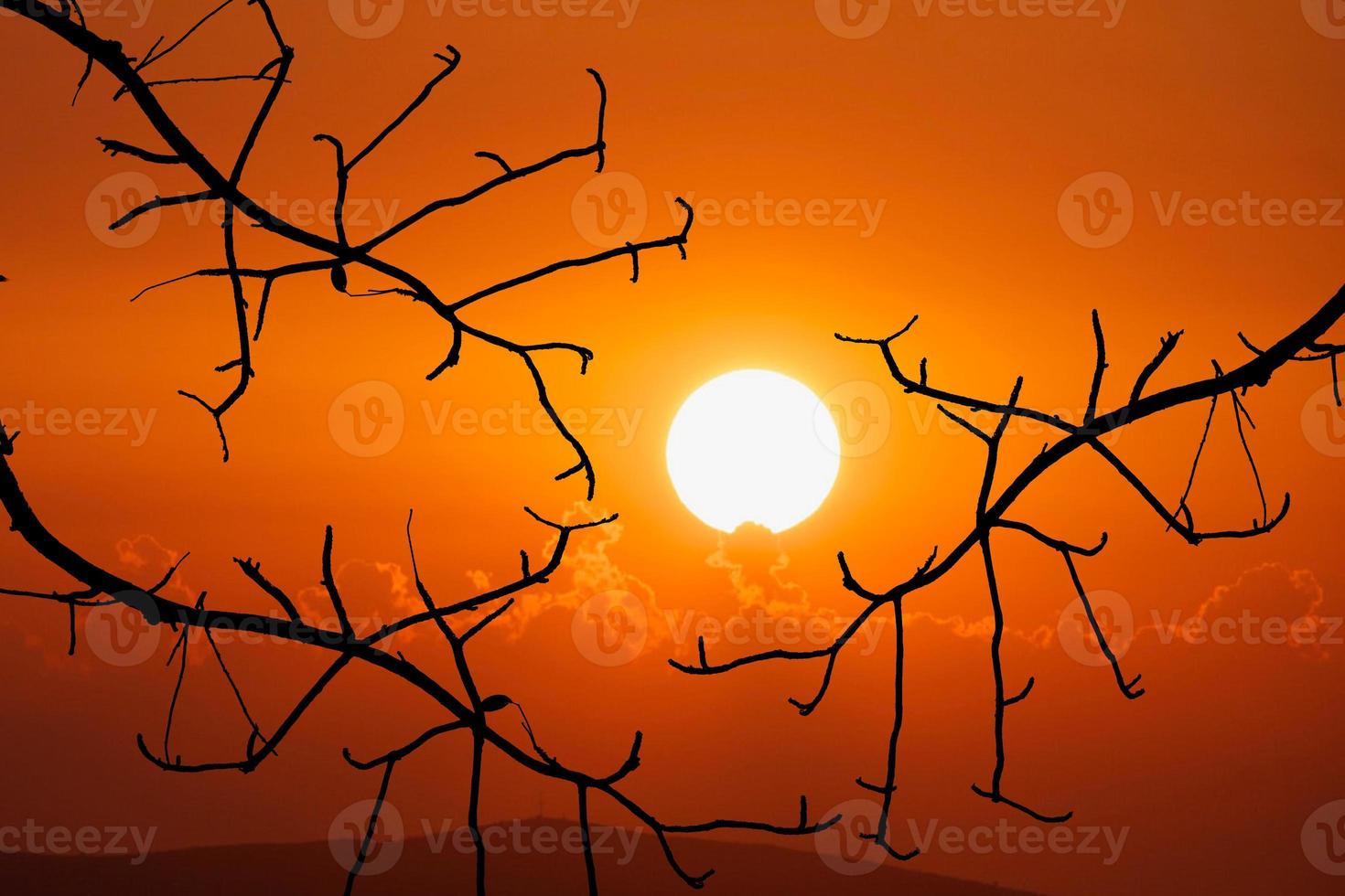 Silhouette of tree branch with clipping path photo