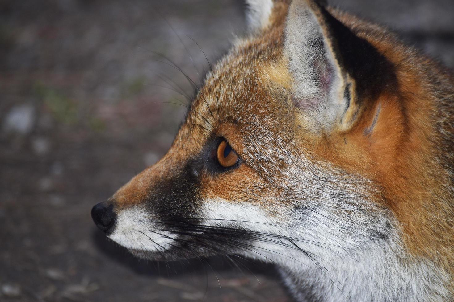 The red fox photo