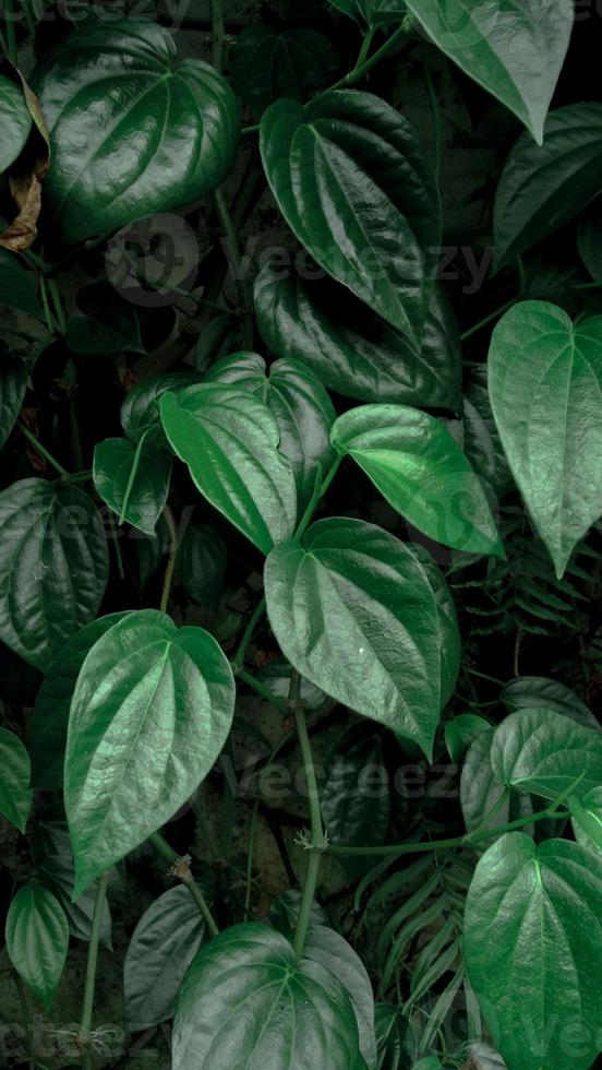 hojas de betel cálidas y profundas para el fondo. foto de alta calidad.