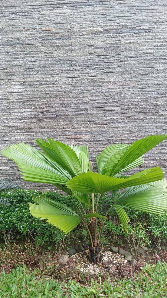 plantas decorativas palmera en el jardin foto