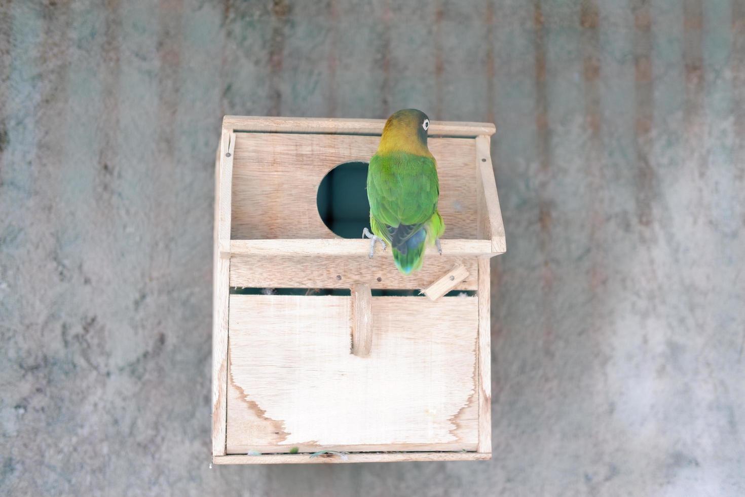 cute and adorable little bird photo