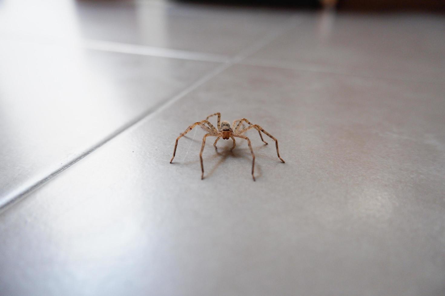 spiders crawling on the wall as a background photo