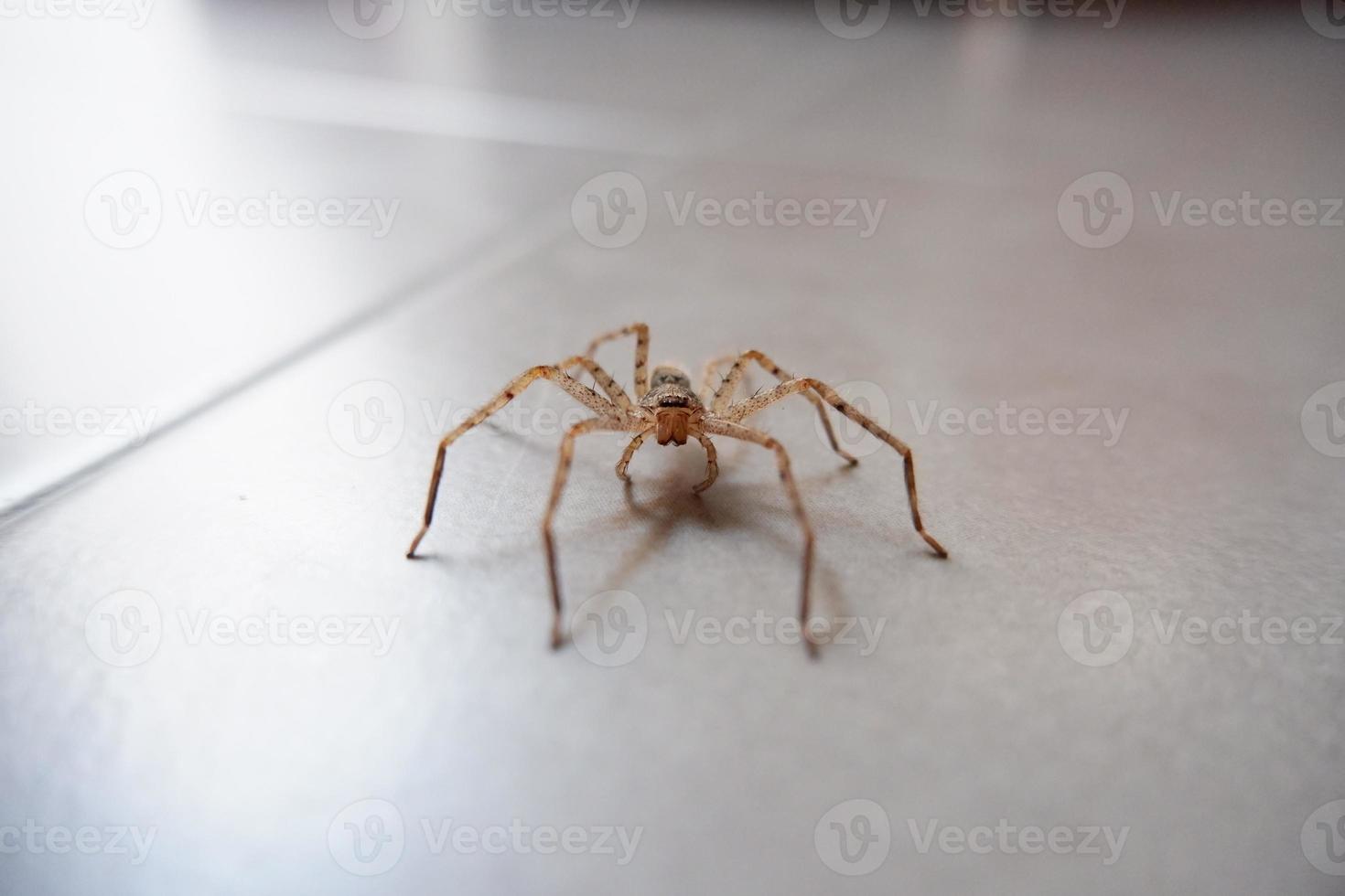 spiders crawling on the wall as a background photo