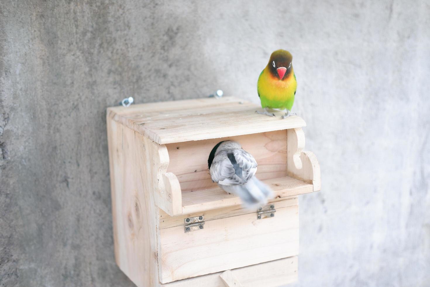 cute and adorable little bird photo