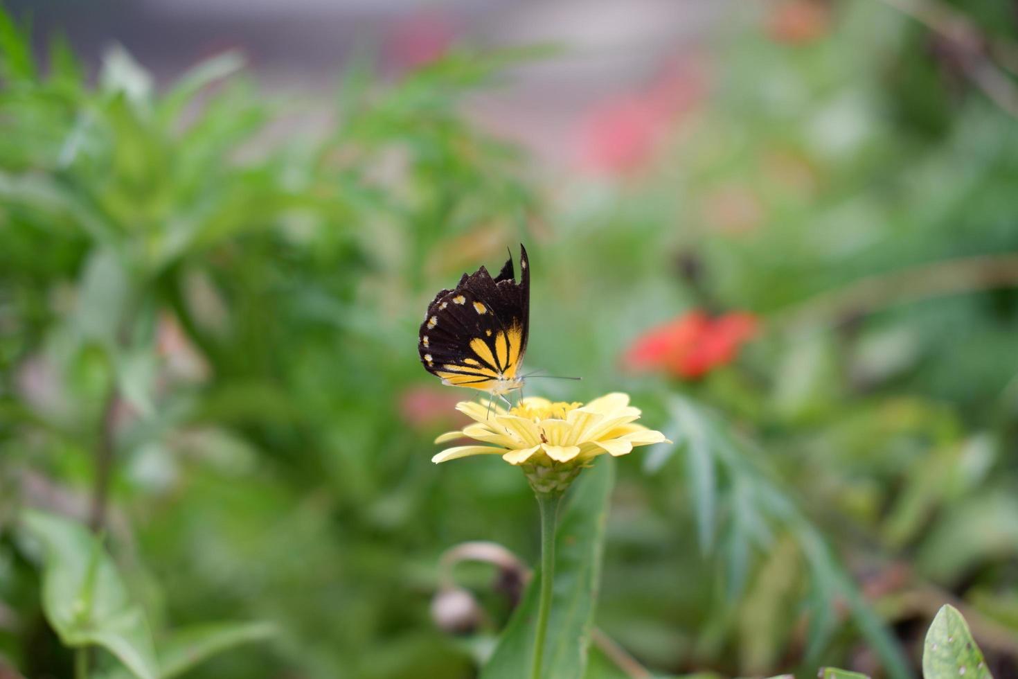 una mariposa se aferra a una flor bonita foto