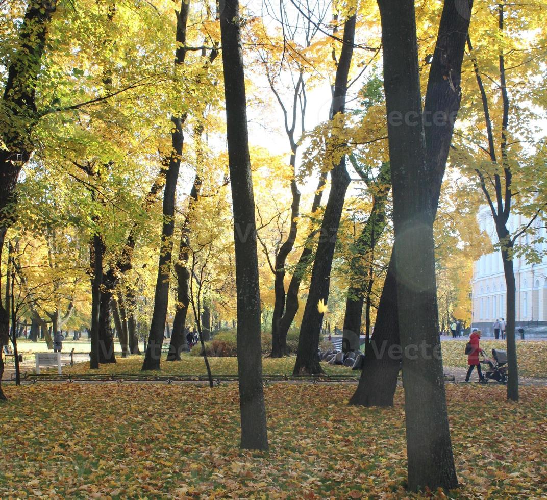 Autumn city park tree meadow landscape photo
