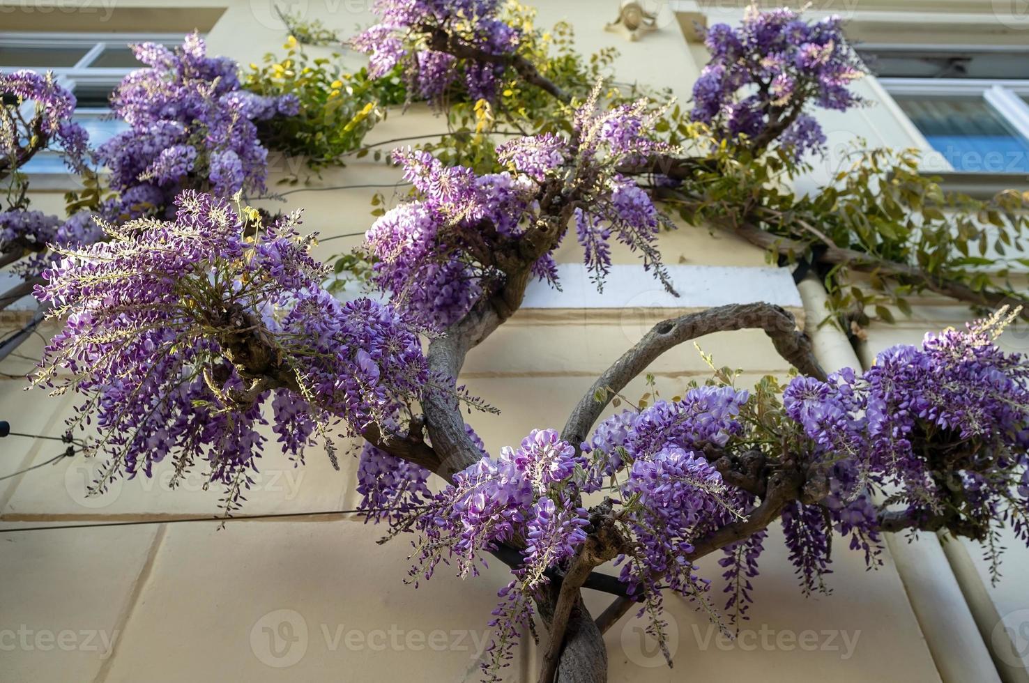 Wisteria with purple flowers on the facade of the building. Climbing vine, natural home decoration. photo