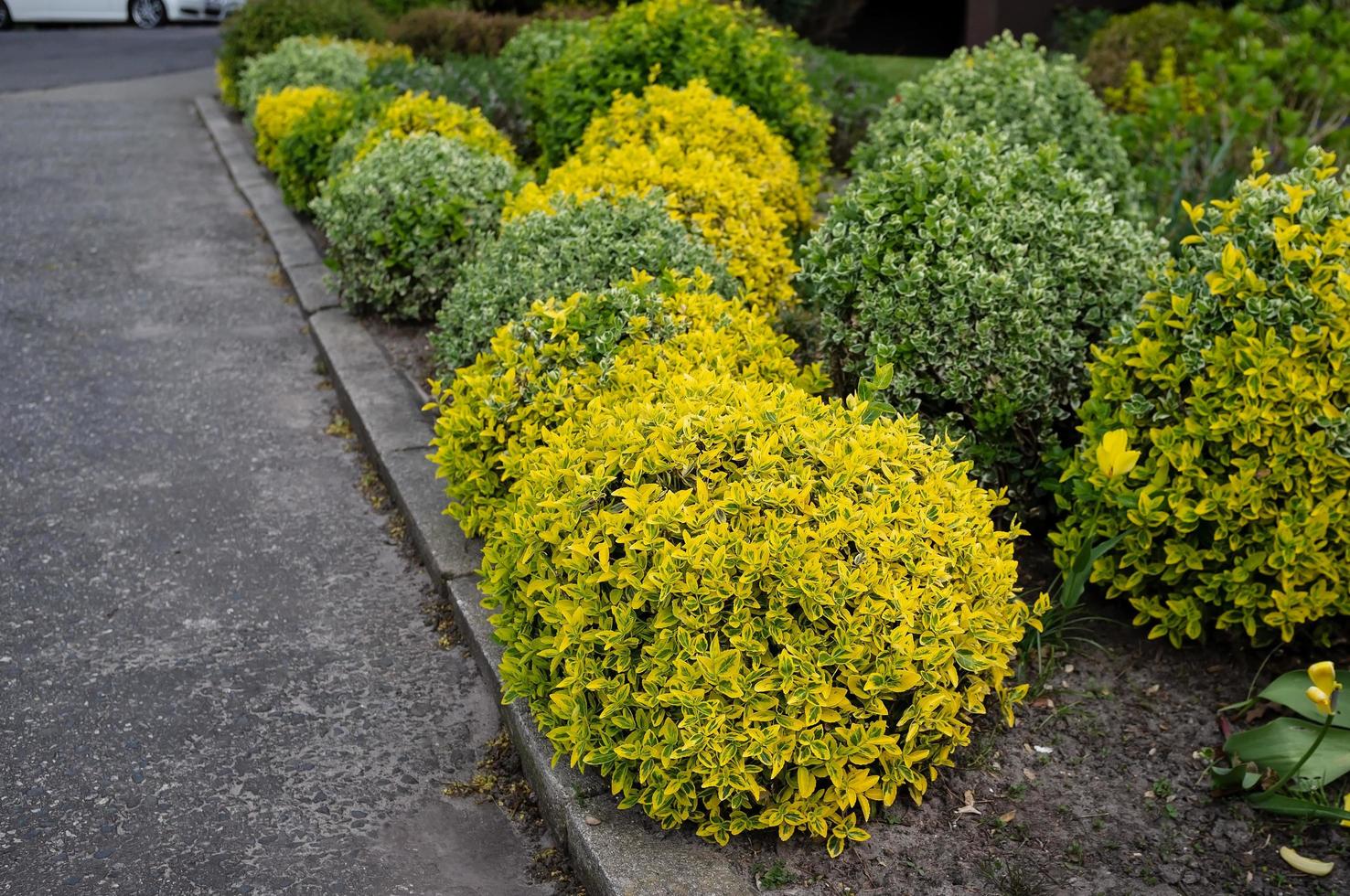 Flowerbed with beautiful shrubs trimmed in the shape of a ball. Landscaping of city streets. photo