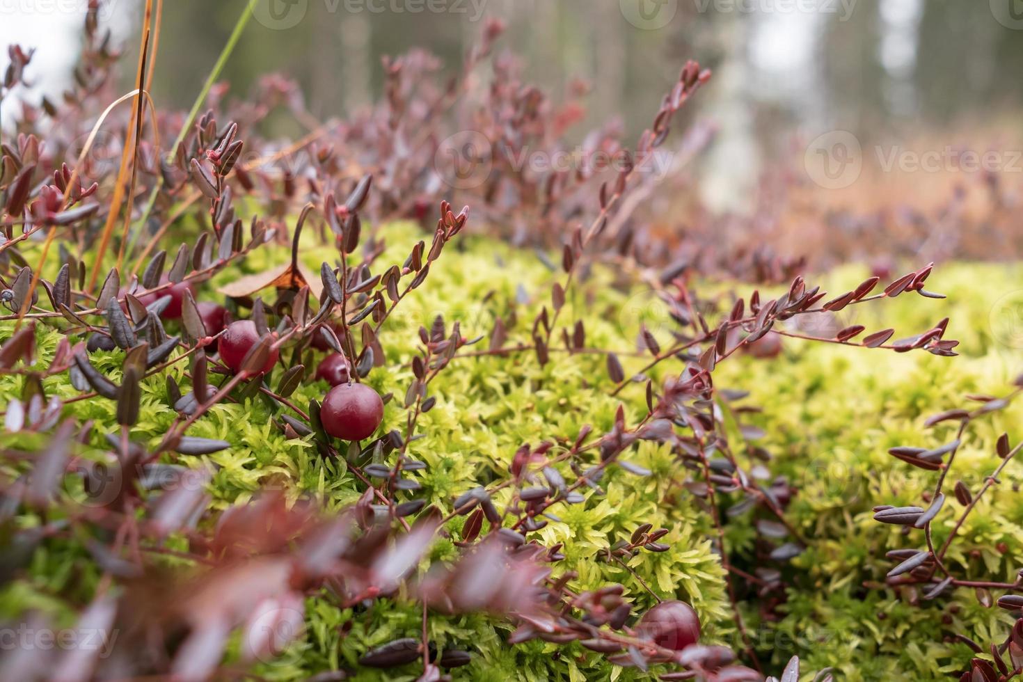 Ripe red cranberry grow in moss in a swamp, against a blurred forest background. Harvest useful berries. photo