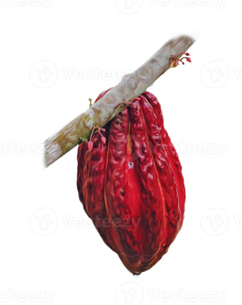 cocoa pod hanging on a tree branch photo