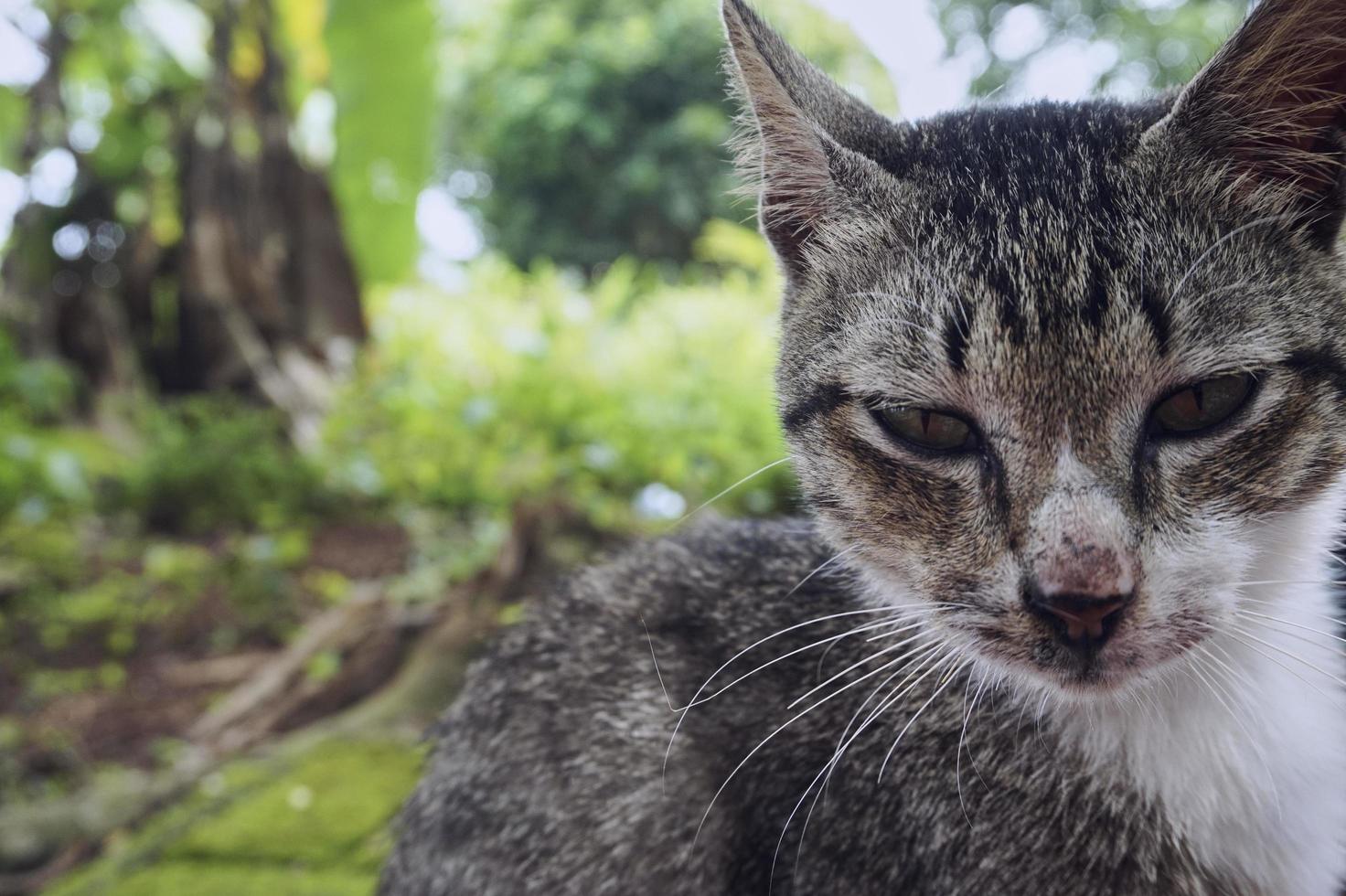 primer plano de un hermoso gato rayado gris. foto