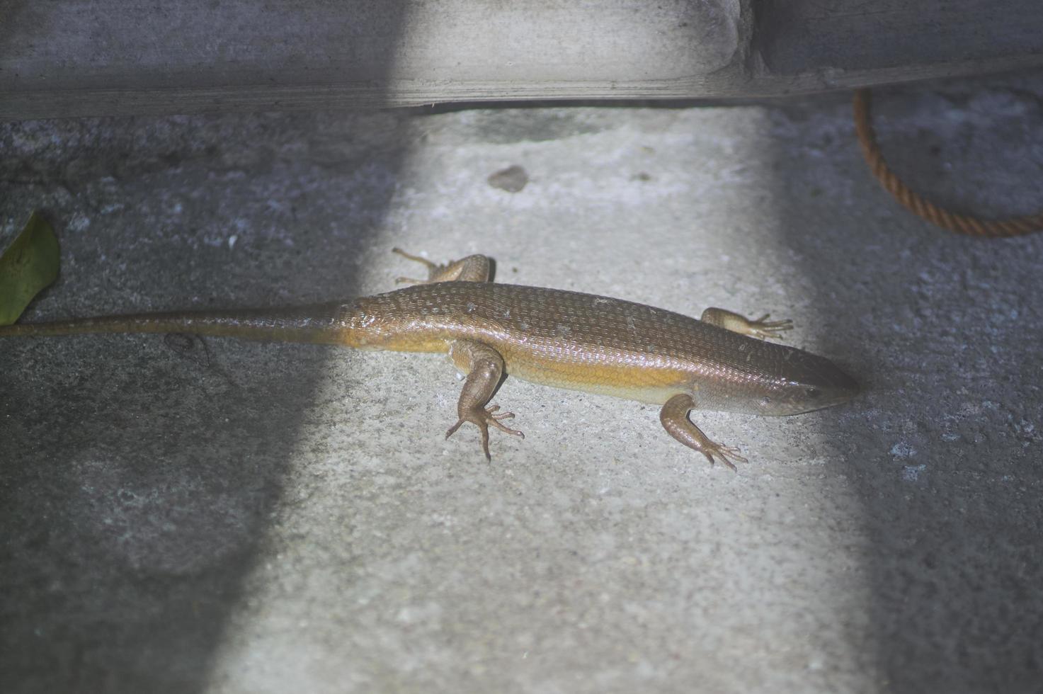 Eutropis multifasciata, commonly known as the East Indian brown mabuya, many-lined sun, many-striped, common sun or as golden skink, is a species of skink. A lizard on the floor in front of home. photo