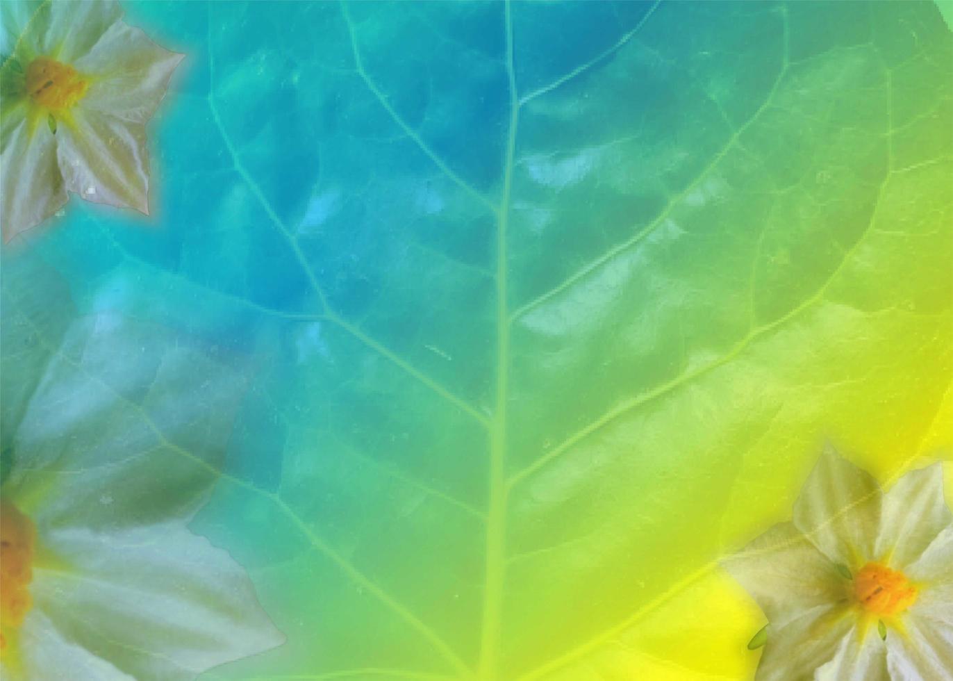 Colorful Flower Backgrounds photo