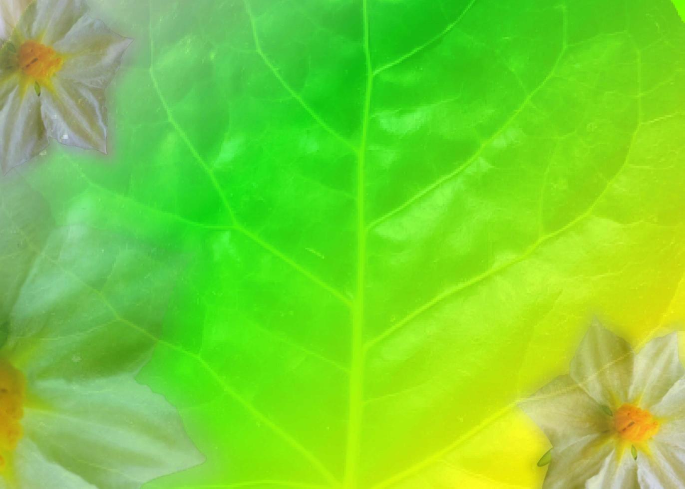 Colorful Flower Backgrounds photo