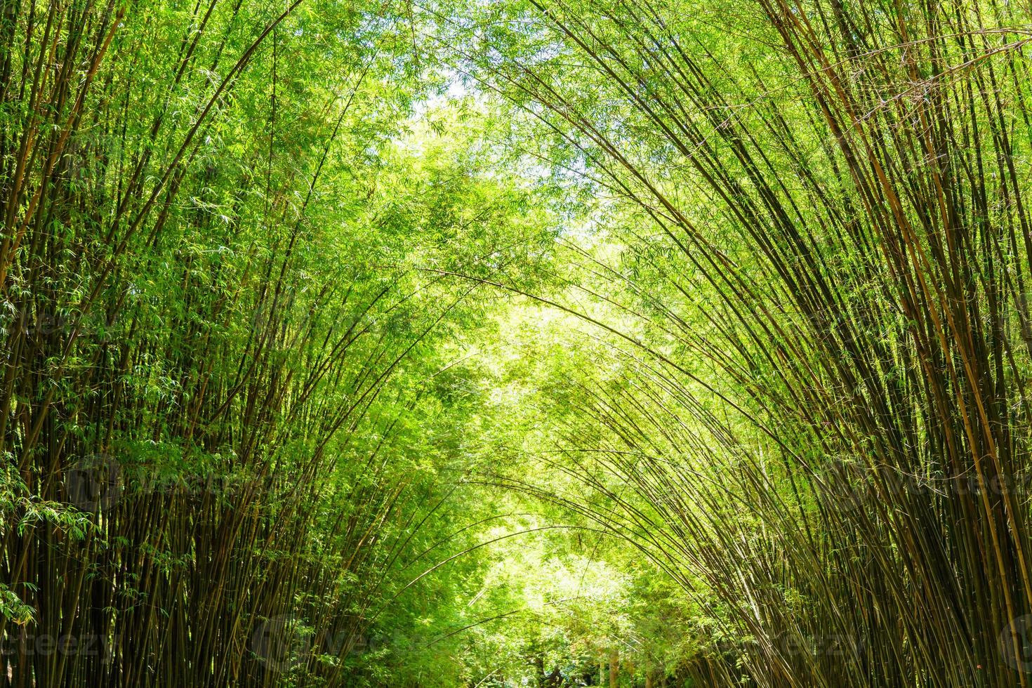 Arches of green bamboo forest with beautiful curved shapes. photo