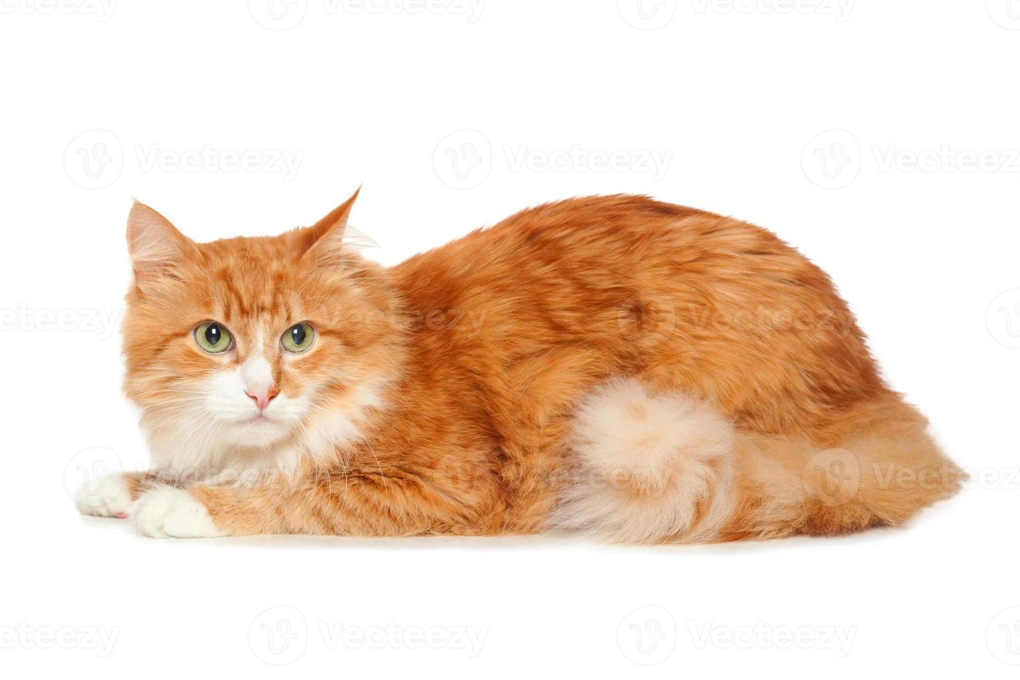 Beautiful fluffy red cat. Isolated on white photo