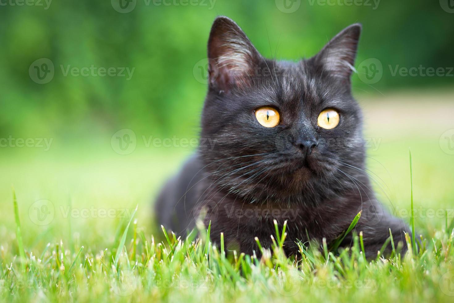 Portrait of black domestic cat photo