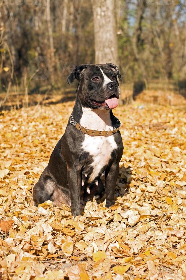 American staffordshire terrier against yellow foliage photo