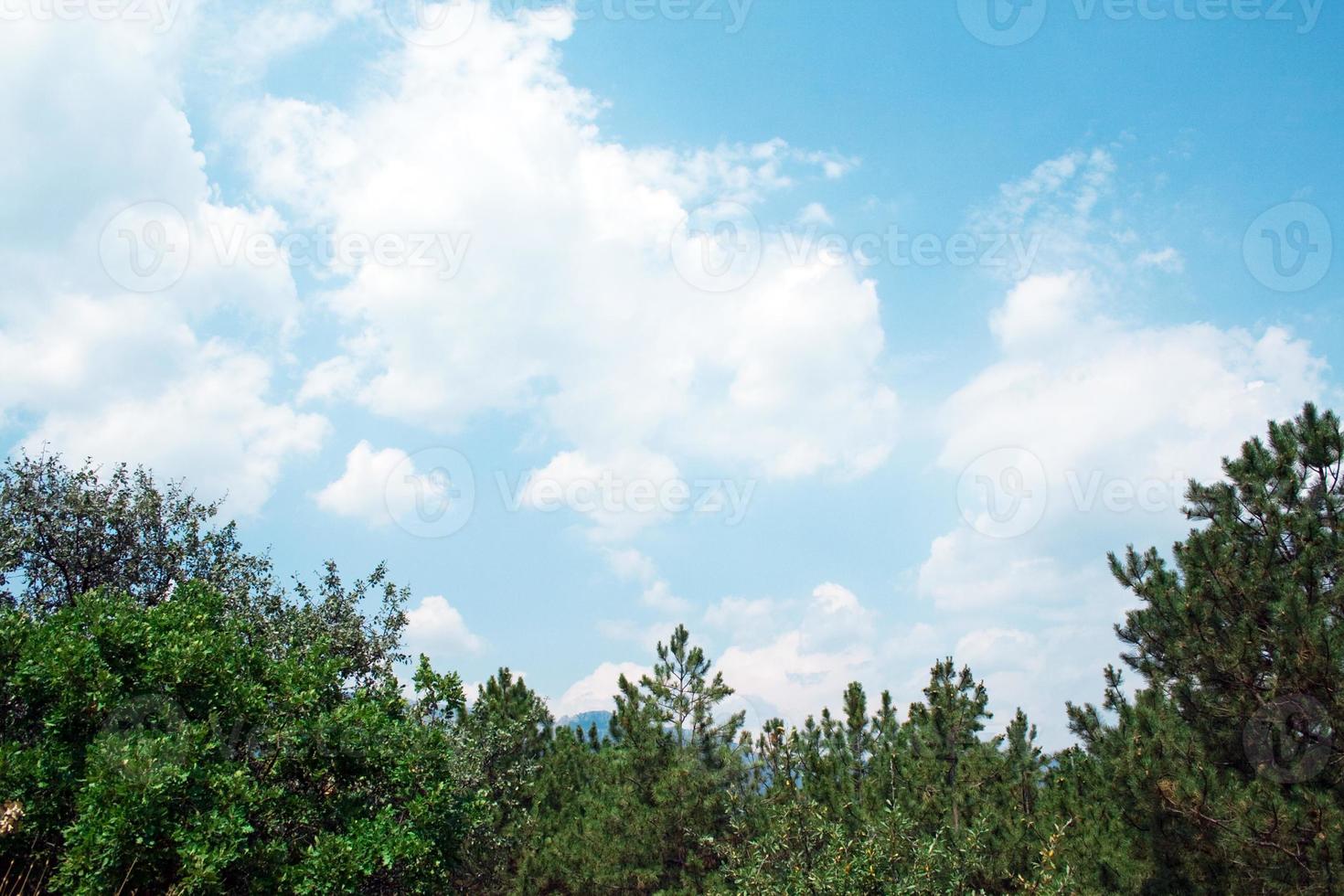 Green pines against the clouds and sky photo