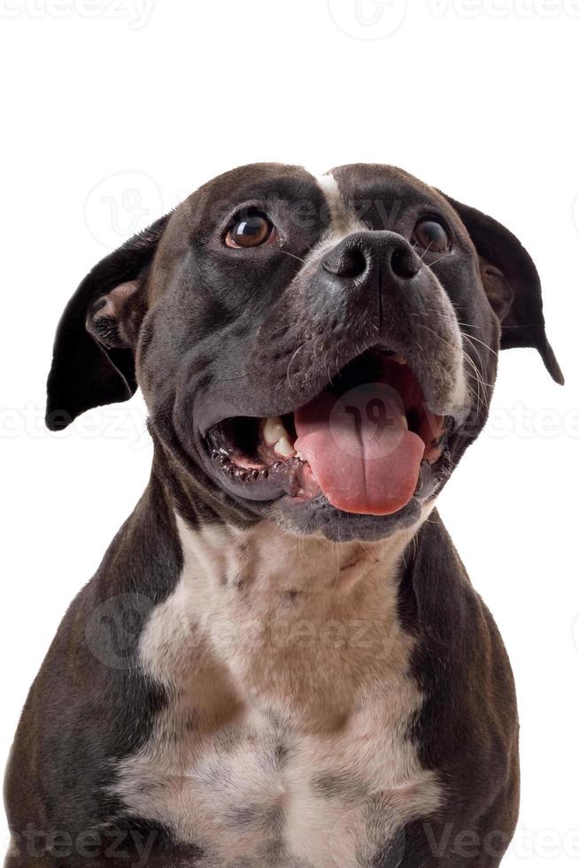 Portrait of the american staffordshire terrier. isolated photo