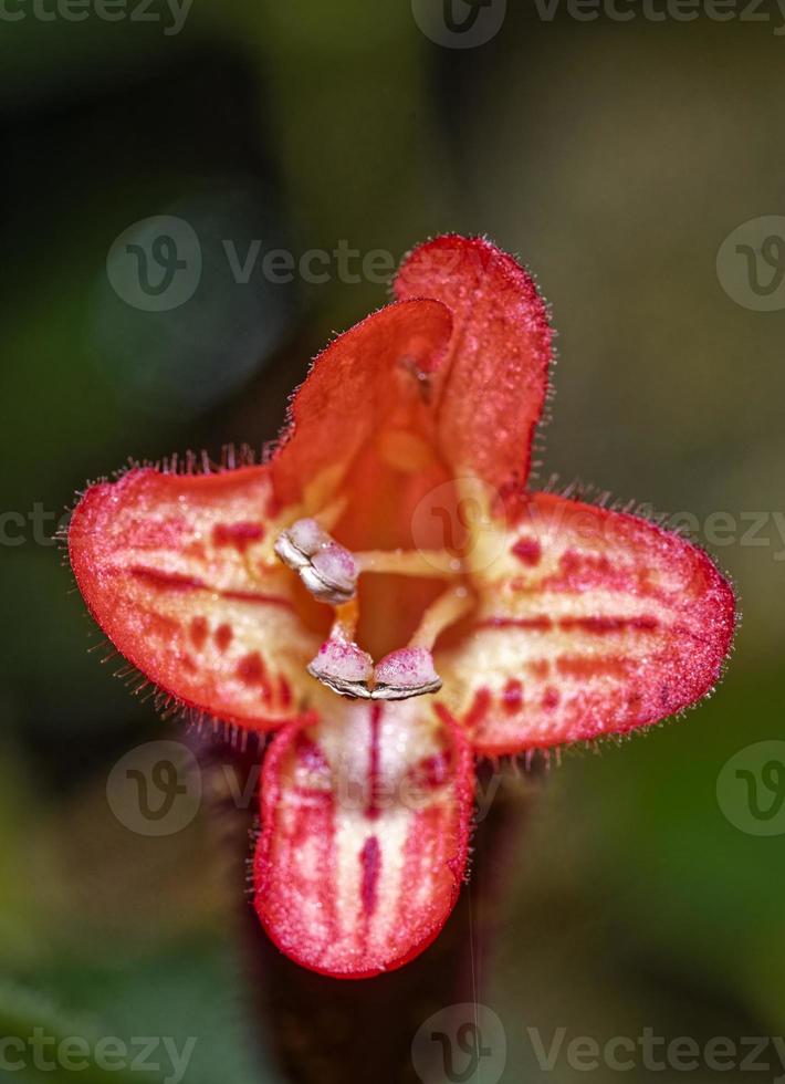 Red flower macro photograph with blurred background photo