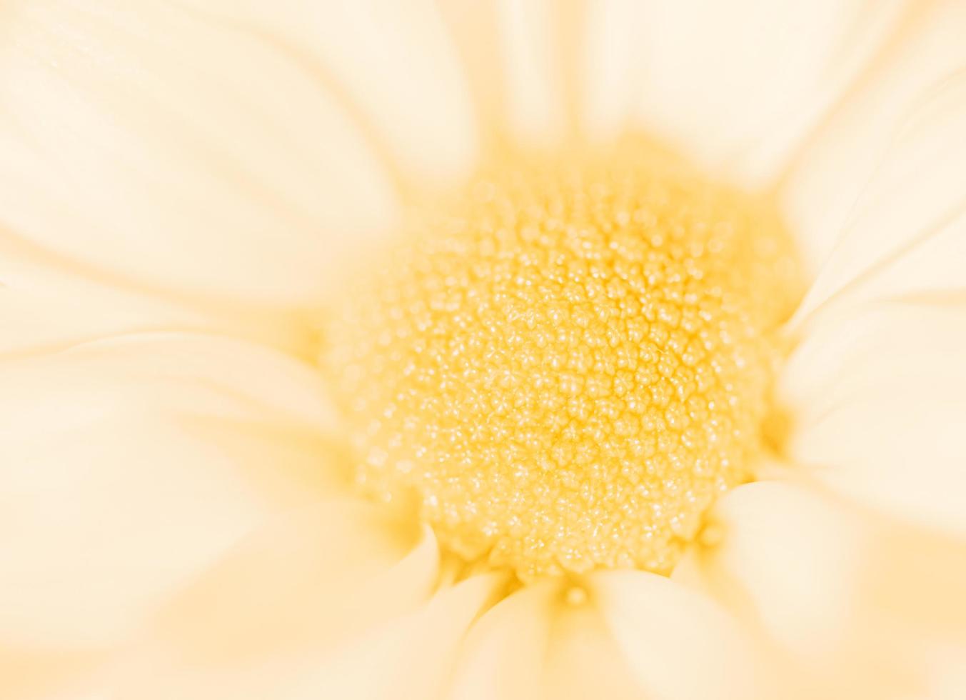 Pale Pastel yellow flower photograph photo