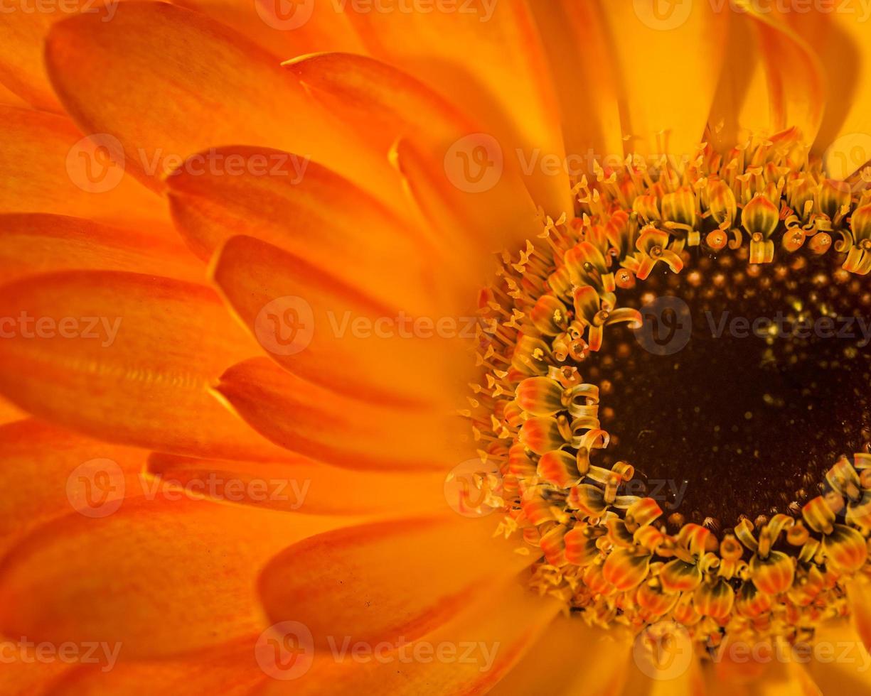 Macro Close up Photograph of a Sunny Orange Flower photo