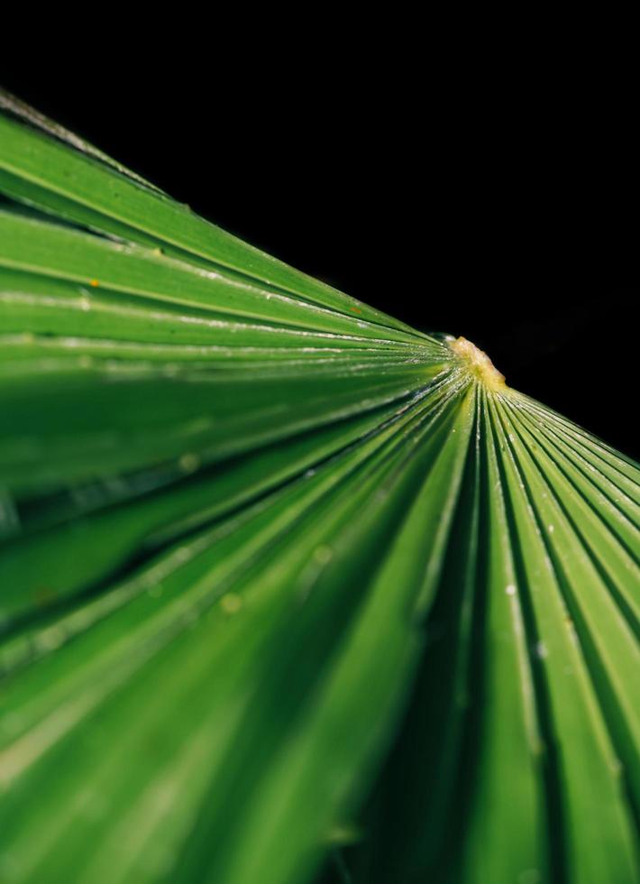 fotografía abstracta de hoja verde foto