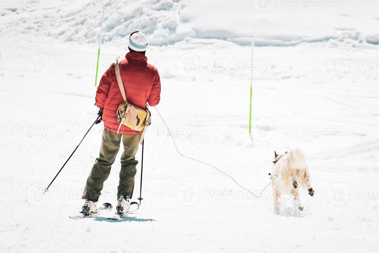 Skijoring dog racing practice on ski slopes. Winter dog sport competition. Siberian husky dog pulls skier. Active skiing on snowy cross country track road photo