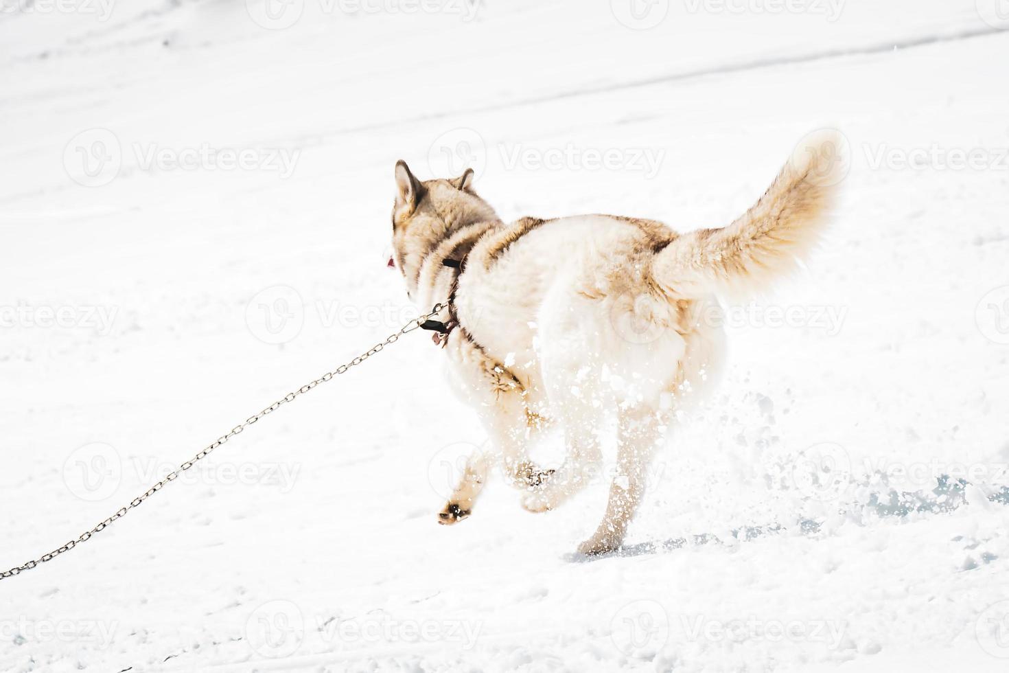 Husky dog run free way back view in winter snowy slopes in ski resort photo