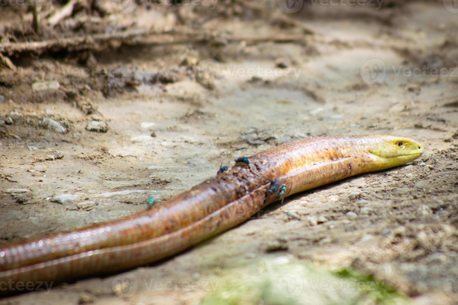 Lizard creature hurt by passing car dyeing on road.VAshlovani national park in Georgia photo