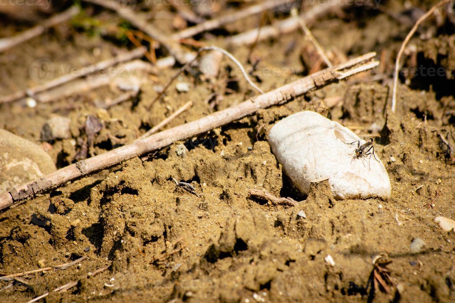 insecto de cerca aislado en camino fangoso en primavera. parque nacional vashlovani áreas protegidas flora y fauna en georgia foto