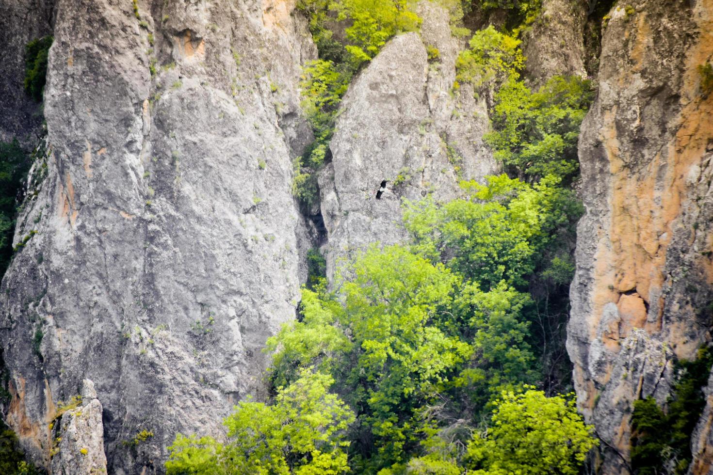 Unrecognized birds fly in eagle valley in Dedoplitskaro. Georgia. Kakheti southern region photo
