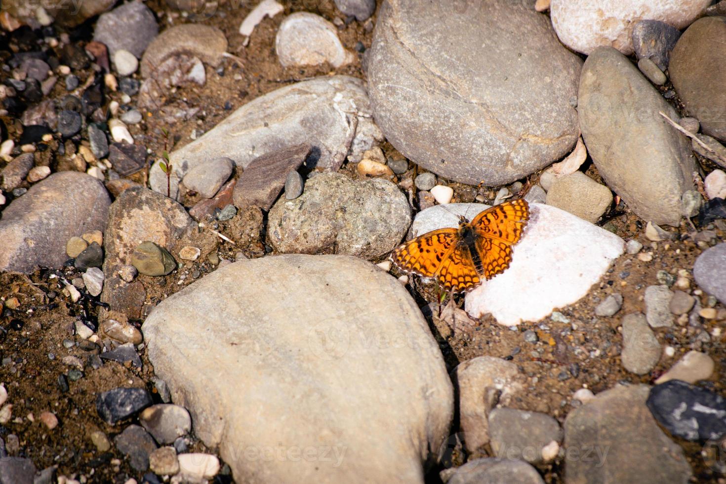 Beautiful butterfly lay on rocks in pantishara area in Vashlovani protected area photo