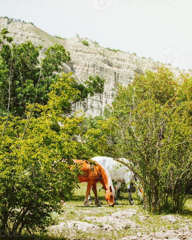 Beautiful two white brown majestic horses together eat grass in springtime. VAshlovani national park in Georgia photo