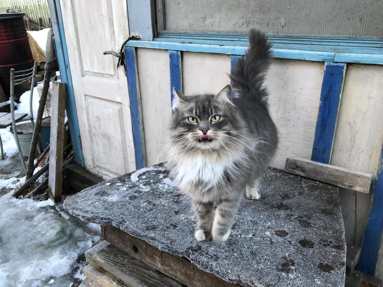 pusha de gato doméstico esponjoso en invierno, se reúne después de pescar, espera pescado fresco, se lame los labios foto