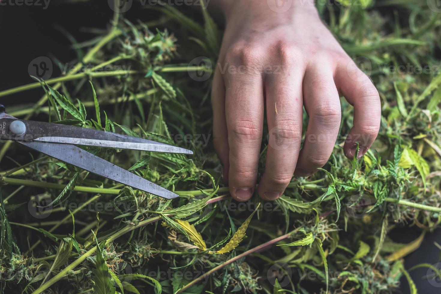 proceso de recorte de cannabis, recorte de marihuana con tijeras foto