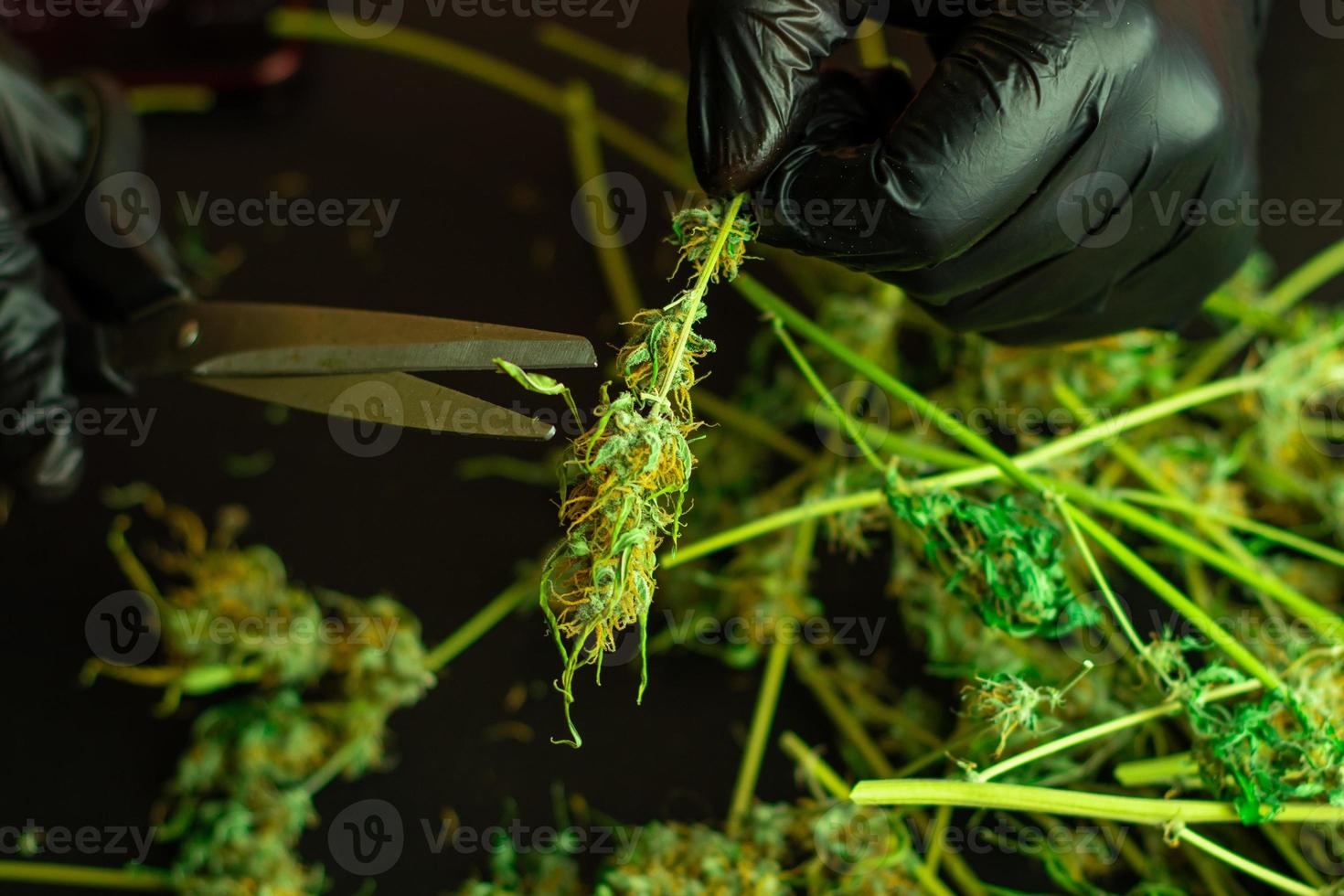 procesamiento de cannabis para uso comercial. poda y recorte de planta de marihuana. hombre con guantes negros usando tijeras. el uso médico de drogas. cogollos de cannabis sobre fondo negro foto