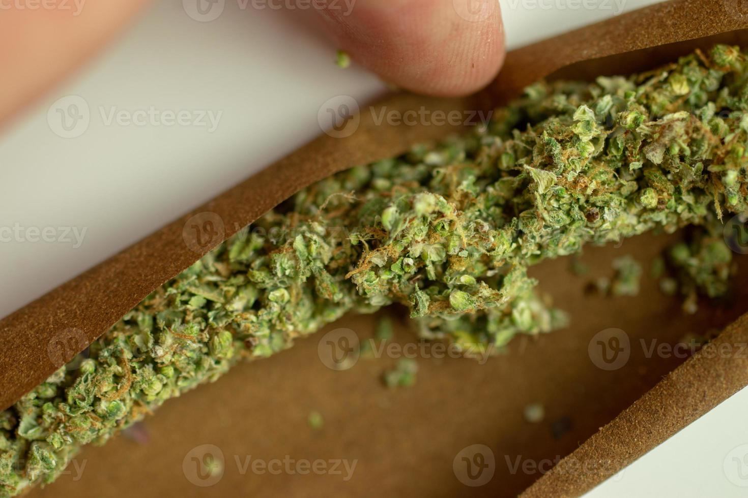 Cannabis bud rolled and twisted in tobacco blunt paper. Close-up shot of marijuana. Smoking weed concept photo