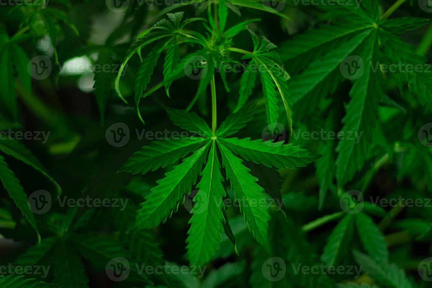 hojas y primer plano de marihuana floreciente. cultivo de cannabis orgánico. uso de drogas para la medicina. foto