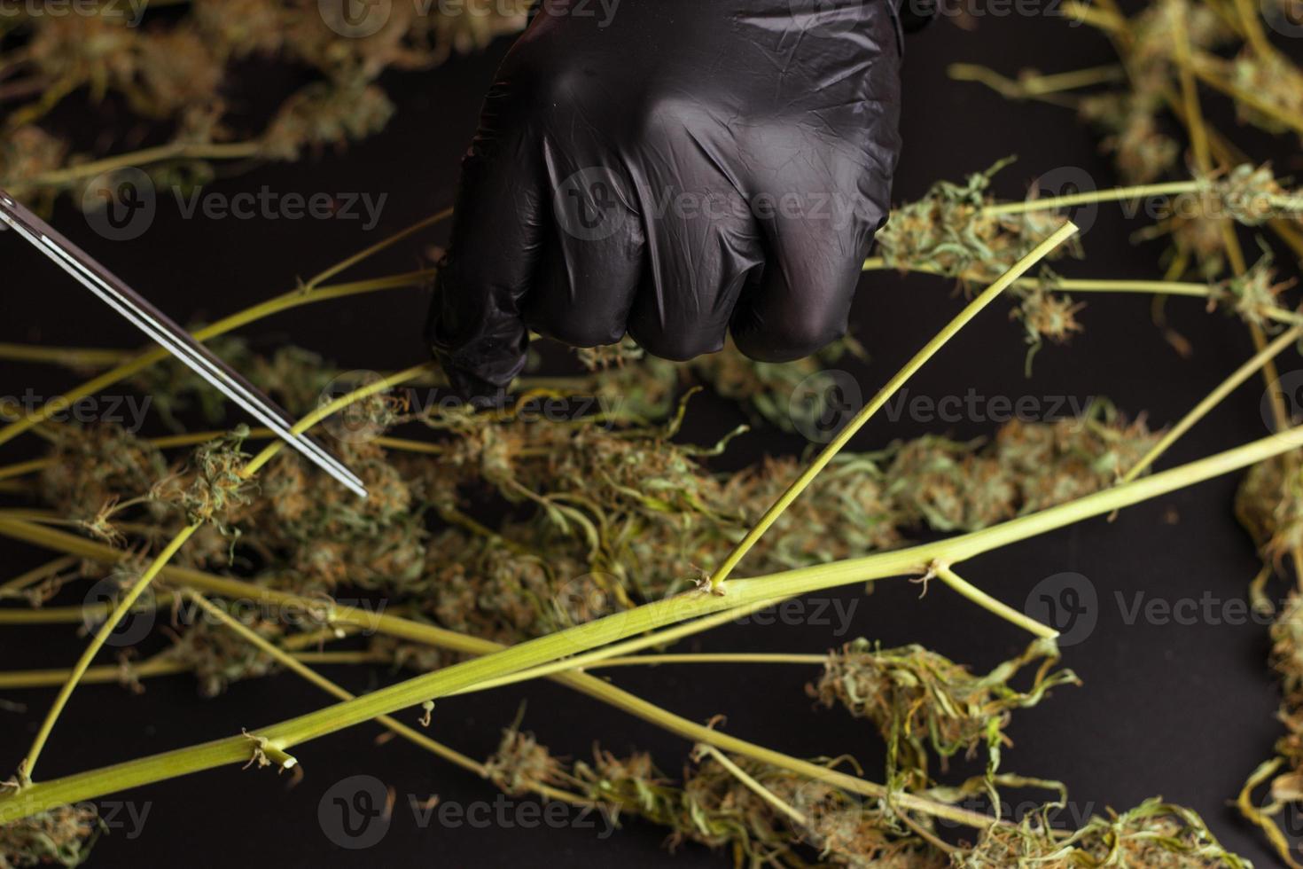 Man trimming weed plants with scissors. Cannabis processing, commercial marijuana business. photo