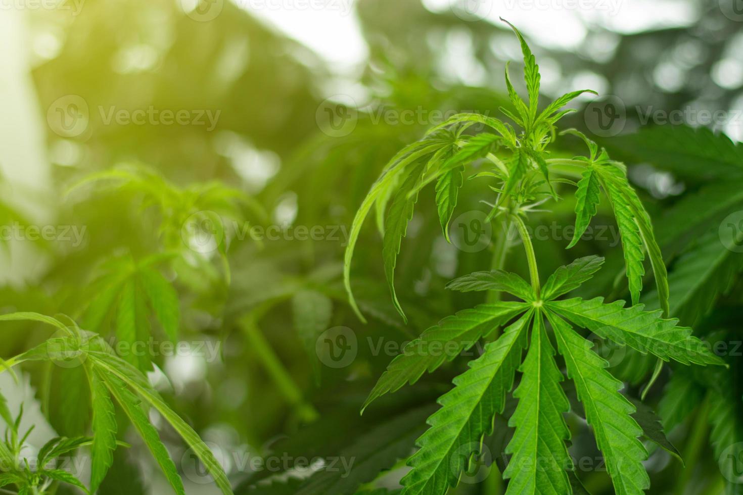 la marihuana comienza a florecer. período de floración. hojas de hierba con plantas en el fondo. copie el espacio el uso para la recreación y el cuidado de la salud foto