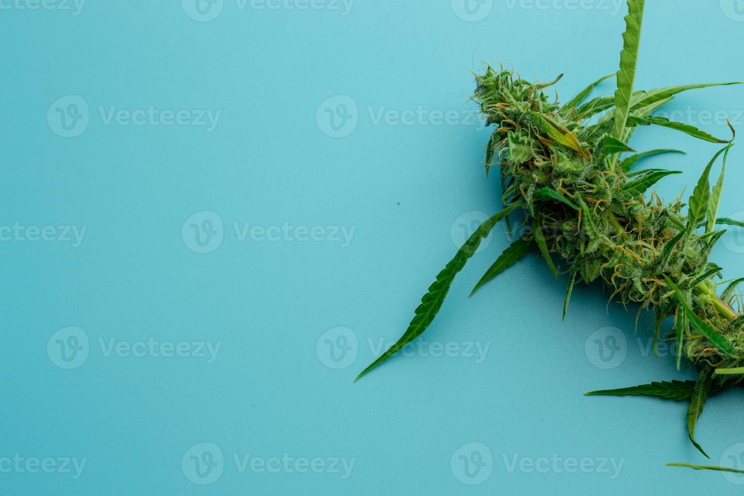 Medical cannabis or marijuana plant, background copy space photo