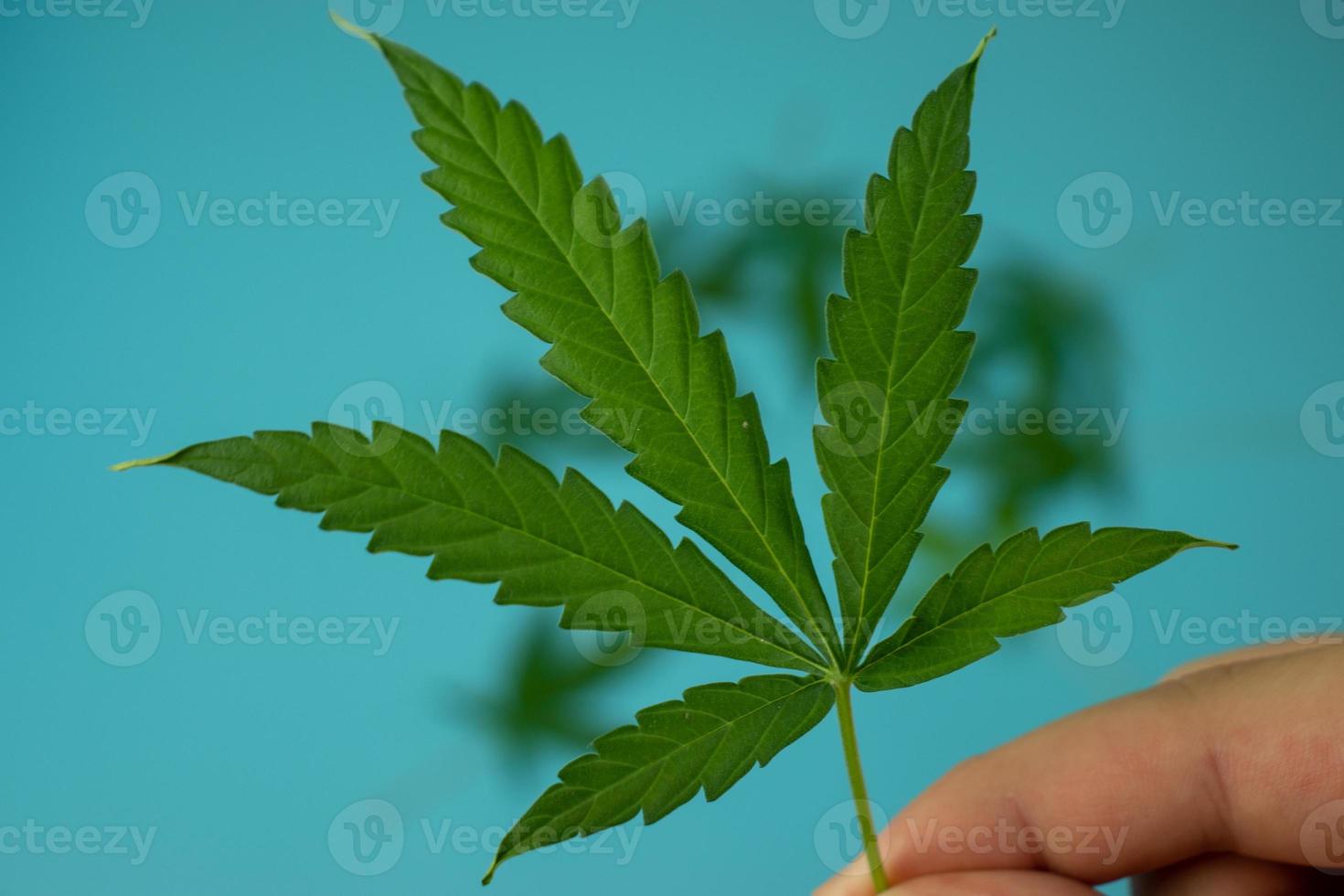 Cannabis marijuana leaf in hand close up, blurry background with weed photo