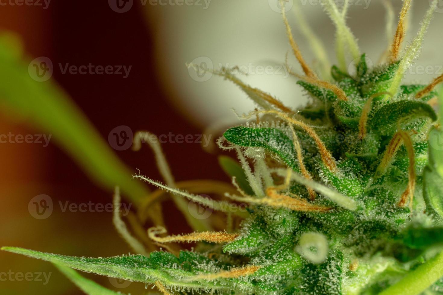 Marijuana bud macro photo, cannabis trichomes, sativa plant. Medical and recreational thc and cbd photo