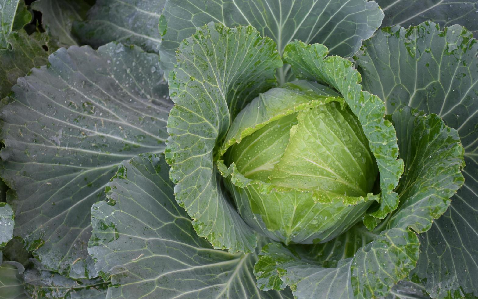 cabeza de repollo, que es una agricultura doméstica de los tailandeses. A los tailandeses les gusta plantar alrededor de su casa. foto